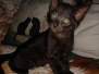 Zeus, Savannah, F-3C, Male, Black on Black, DOB 5/2/19