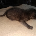 Zeus, Savannah, F-3C, Black on Zeus, Black, Male DOB 5/2/19
