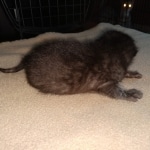 Zeus, Savannah, F-3C, Black on Zeus, Black, Male DOB 5/2/19