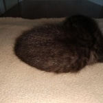 Zeus, Savannah, F-3C, Black on Zeus, Black, Male DOB 5/2/19