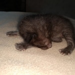 Zeus, Savannah, F-3C, Black on Zeus, Black, Male DOB 5/2/19