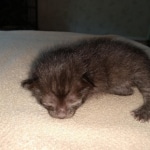 Zeus, Savannah, F-3C, Black on Zeus, Black, Male DOB 5/2/19