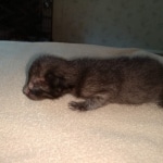Zeus, Savannah, F-3C, Black on Zeus, Black, Male DOB 5/2/19