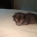 Zeus, Savannah, F-3C, Black on Zeus, Black, Male DOB 5/2/19