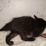 Zeus, Savannah, F-3C, Black on Zeus, Black, Male DOB 5/2/19