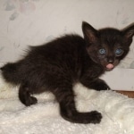 Zeus, Savannah, F-3C, Black on Zeus, Black, Male DOB 5/2/19