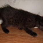 Zeus, Savannah, F-3C, Black on Zeus, Black, Male DOB 5/2/19