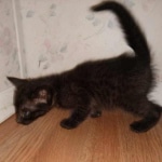 Zeus, Savannah, F-3C, Black on Zeus, Black, Male DOB 5/2/19