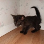 Zeus, Savannah, F-3C, Black on Zeus, Black, Male DOB 5/2/19