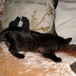 Zeus, Savannah, F-3C, Black on Zeus, Black, Male DOB 5/2/19