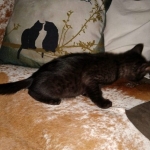 Zeus, Savannah, F-3C, Black on Zeus, Black, Male DOB 5/2/19