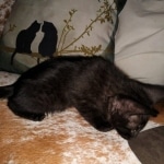 Zeus, Savannah, F-3C, Black on Zeus, Black, Male DOB 5/2/19