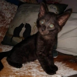 Zeus, Savannah, F-3C, Black on Zeus, Black, Male DOB 5/2/19