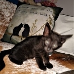 Zeus, Savannah, F-3C, Black on Zeus, Black, Male DOB 5/2/19
