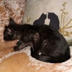 Zeus, Savannah, F-3C, Black on Zeus, Black, Male DOB 5/2/19