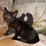 Zeus, Savannah, F-3C, Black on Zeus, Black, Male DOB 5/2/19