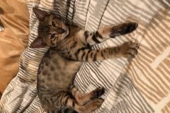 Finn, Savannah F-3C Male Brown (black) spotted Black nose warm DOB 6-11-18