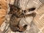 Finn, Savannah F-3C Male Brown (black) spotted Black nose warm DOB 6-11-18