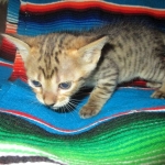 Savannah, F-3C, Male, BST, DOB 6-11-18