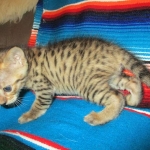 Savannah, F-3C, Male, BST, DOB 6-11-18