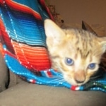 Savannah, F-3C, Male, BST, DOB 6-11-18