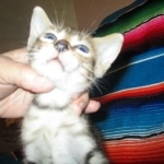 Savannah, F-3C, Male, BST, DOB 6-11-18