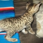 Savannah, F-3C, Male, BST, DOB 6-11-18