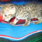 Savannah, F-3C, Male, BST, DOB 6-11-18