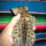 Savannah, F-3C, Male, BST, DOB 6-11-18