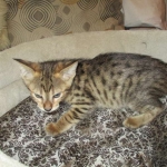 Savannah, F-3C, Male, BST, DOB 6-11-18