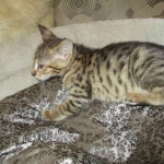 Savannah, F-3C, Male, BST, DOB 6-11-18