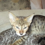 Savannah, F-3C, Male, BST, DOB 6-11-18