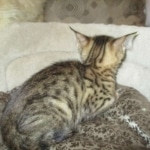 Savannah, F-3C, Male, BST, DOB 6-11-18