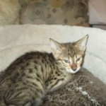 Savannah, F-3C, Male, BST, DOB 6-11-18