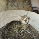 Savannah, F-3C, Male, BST, DOB 6-11-18