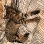 Finn, Savannah, F-3C, Male, BST, DOB 6-11-18