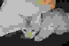 Ares, Savannah F-3C Male Brown (black) spotted Cool DOB 6-11-18