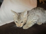 Ares, Savannah F-3C Male Brown (black) spotted Cool DOB 6-11-18