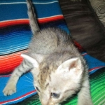 Savannah, F-3C, Male, BST, DOB 6-11-18