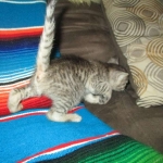 Savannah, F-3C, Male, BST, DOB 6-11-18