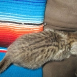 Savannah, F-3C, Male, BST, DOB 6-11-18