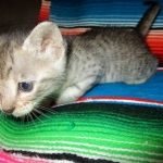 Savannah, F-3C, Male, BST, DOB 6-11-18