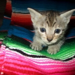 Savannah, F-3C, Male, BST, DOB 6-11-18