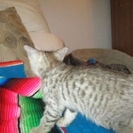 Savannah, F-3C, Male, BST, DOB 6-11-18