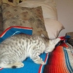 Savannah, F-3C, Male, BST, DOB 6-11-18