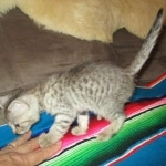 Savannah, F-3C, Male, BST, DOB 6-11-18