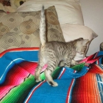 Savannah, F-3C, Male, BST, DOB 6-11-18