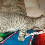 Savannah, F-3C, Male, BST, DOB 6-11-18