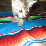 Savannah, F-3C, Male, BST, DOB 6-11-18