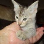 Savannah, F-3C, Male, BST, DOB 6-11-18